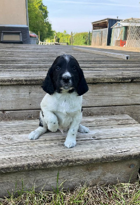 du roi morvan - English Springer Spaniel - Portée née le 29/03/2024