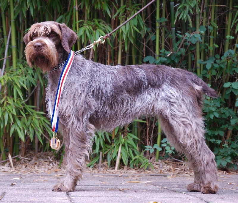 CH. Balzane du roi morvan