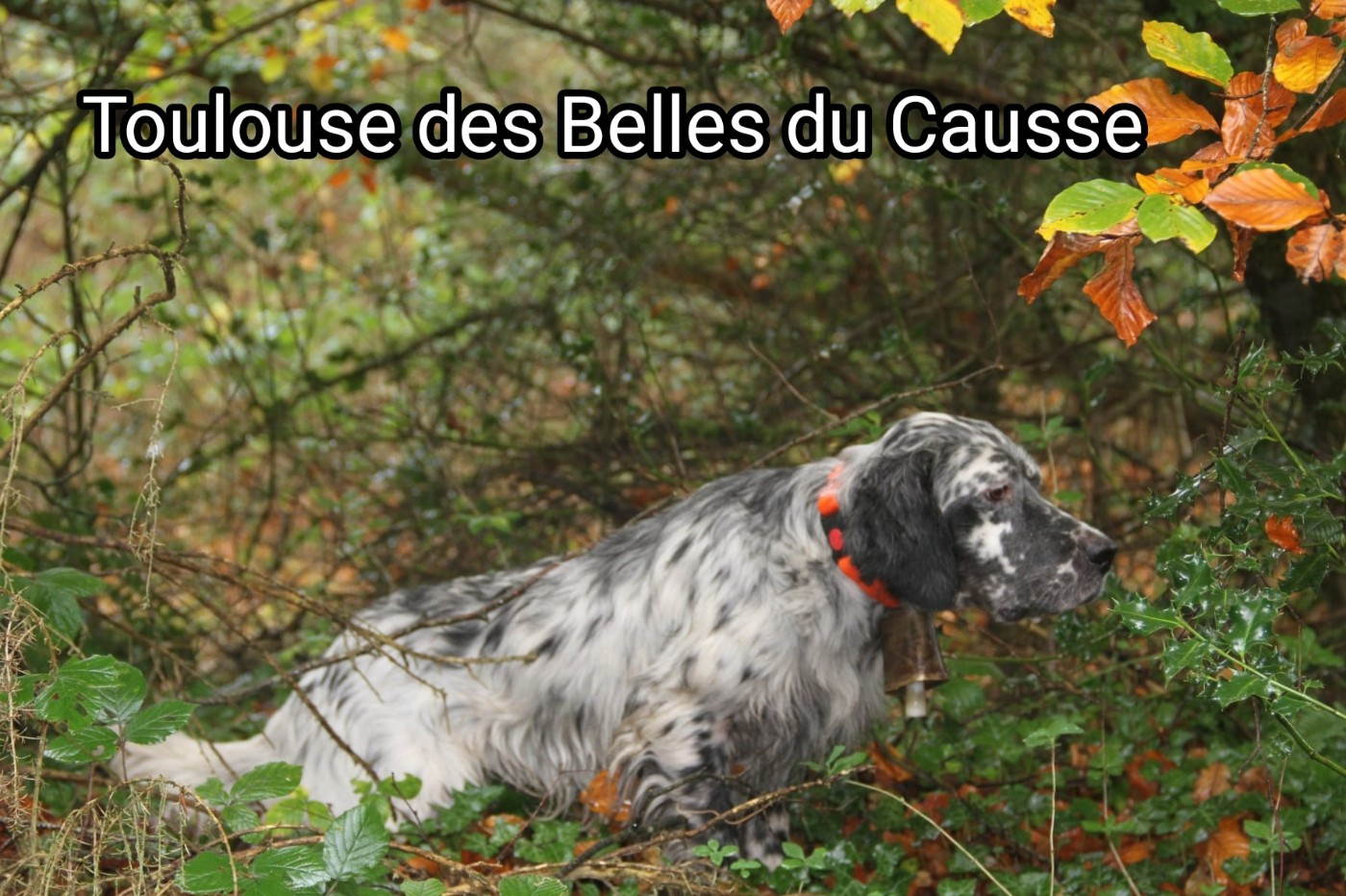 du roi morvan - Équipe saison Bécasse 2025