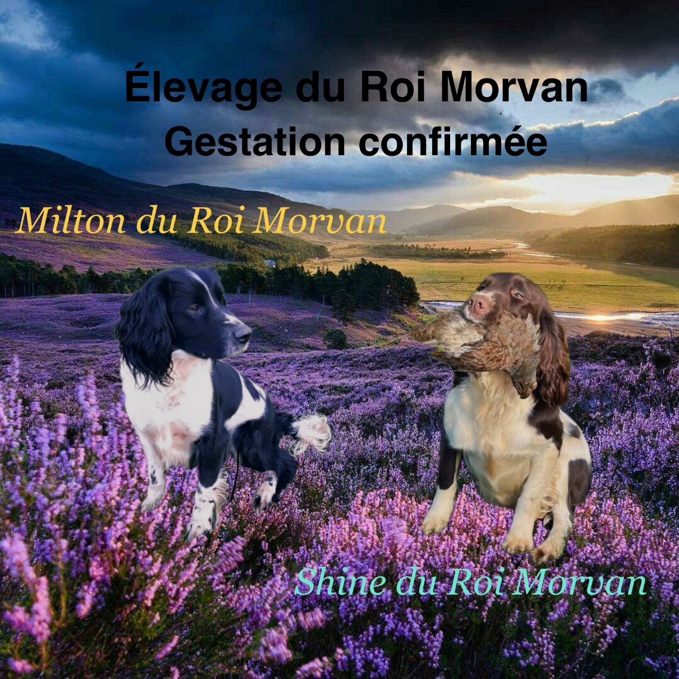 Gestation confirmée Shine