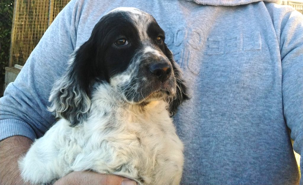 Disponible chiot Setter anglais 