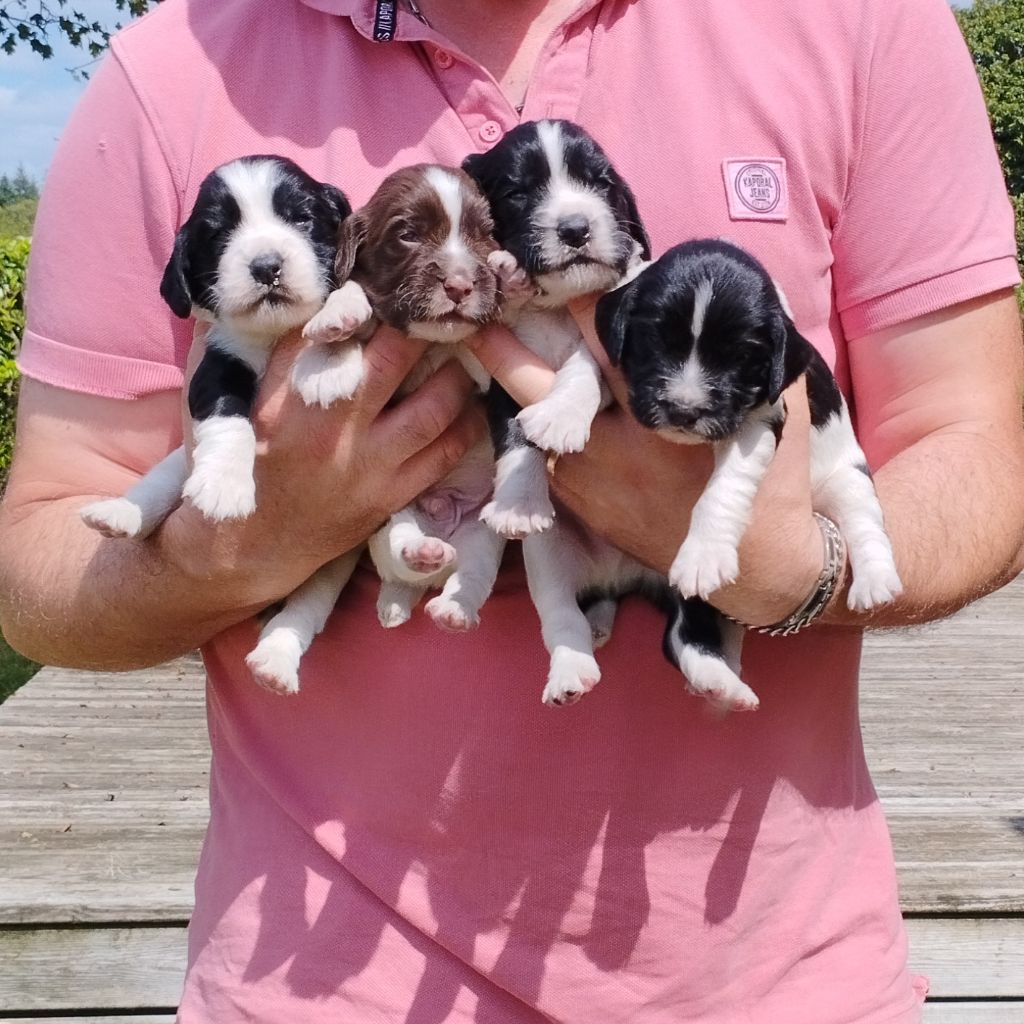 Chiots Springer disponible 