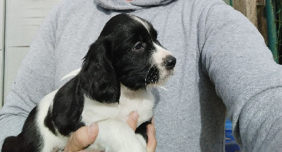 CHIOT 4
