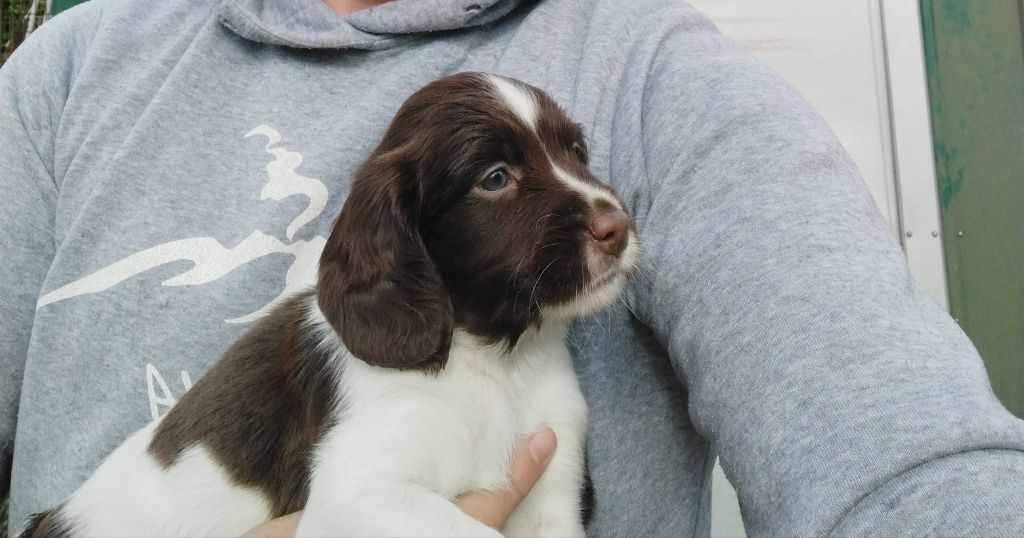 du roi morvan - Chiots disponibles - English Springer Spaniel
